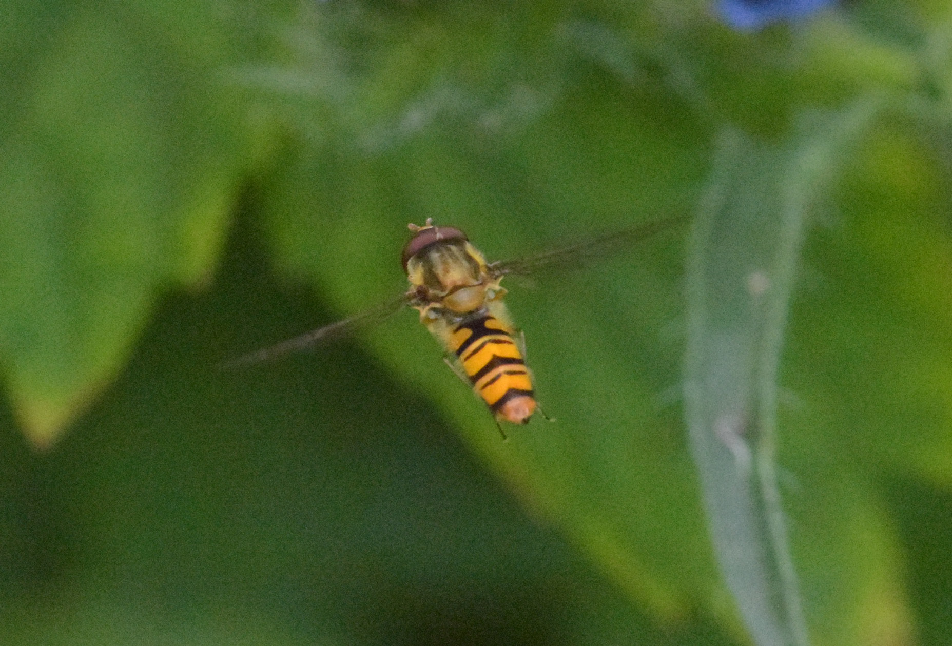image of Marmalade Hoverfly