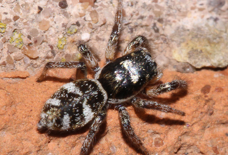 image of zebra spider