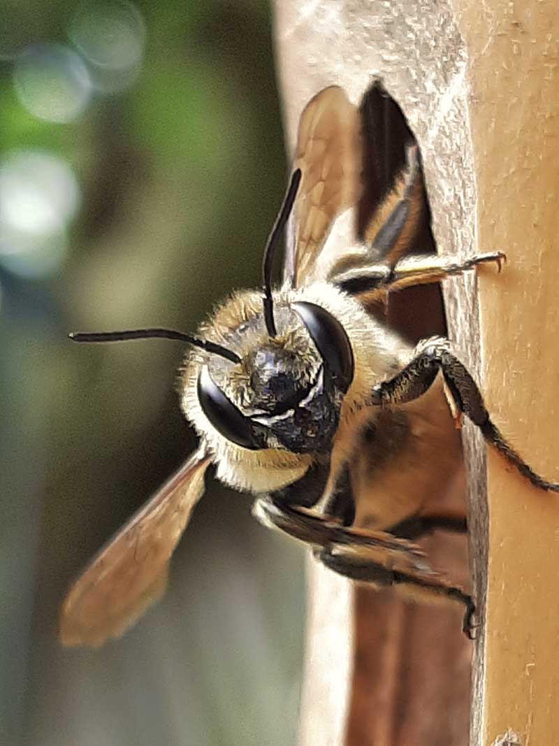 image of a leaf-cutter bee
