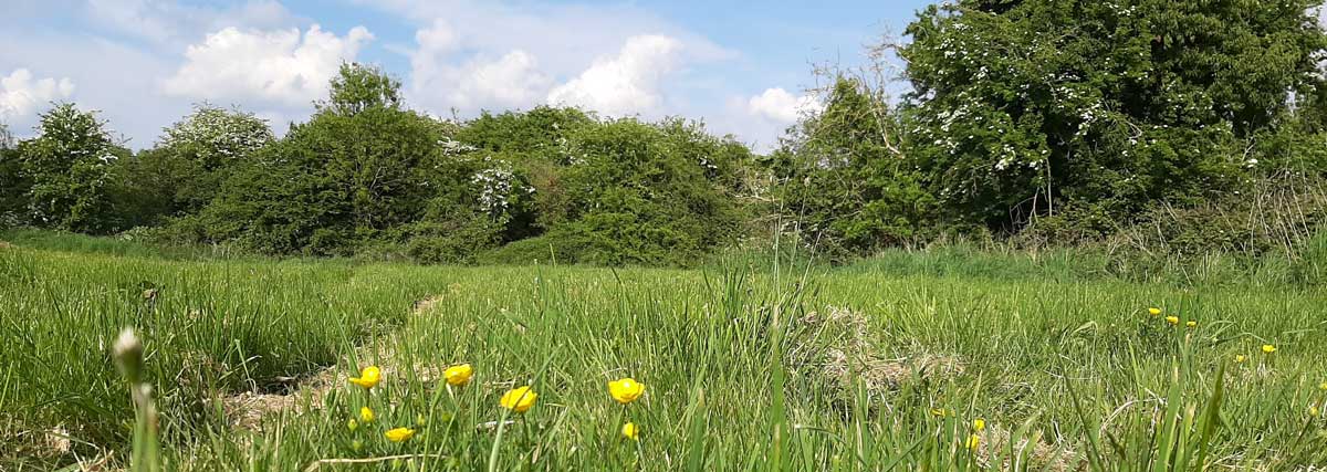 image of a flowery field