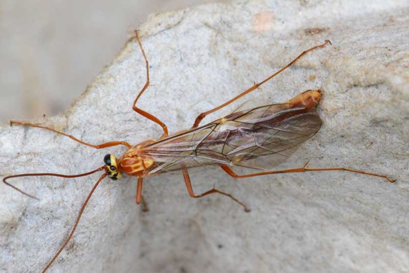 image of Ophion obscuratus