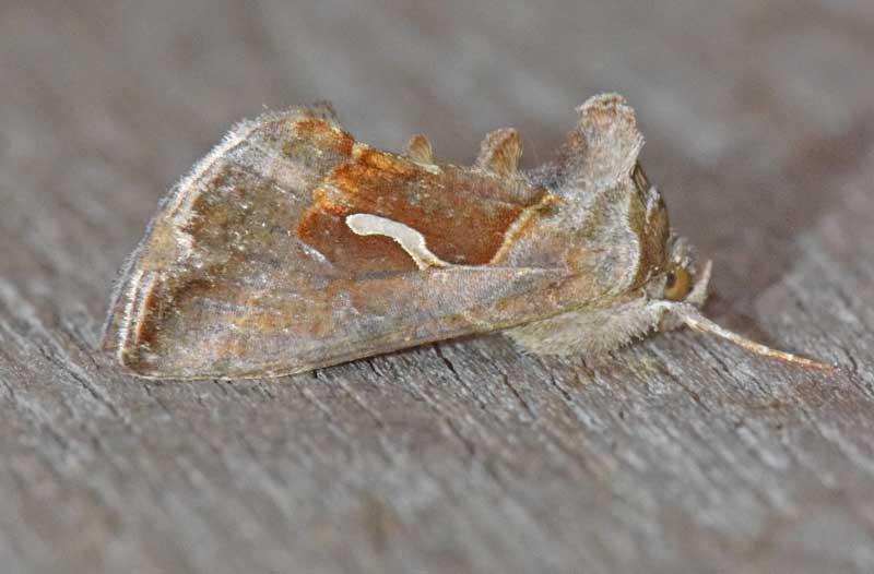 image of Dewick's Plusia