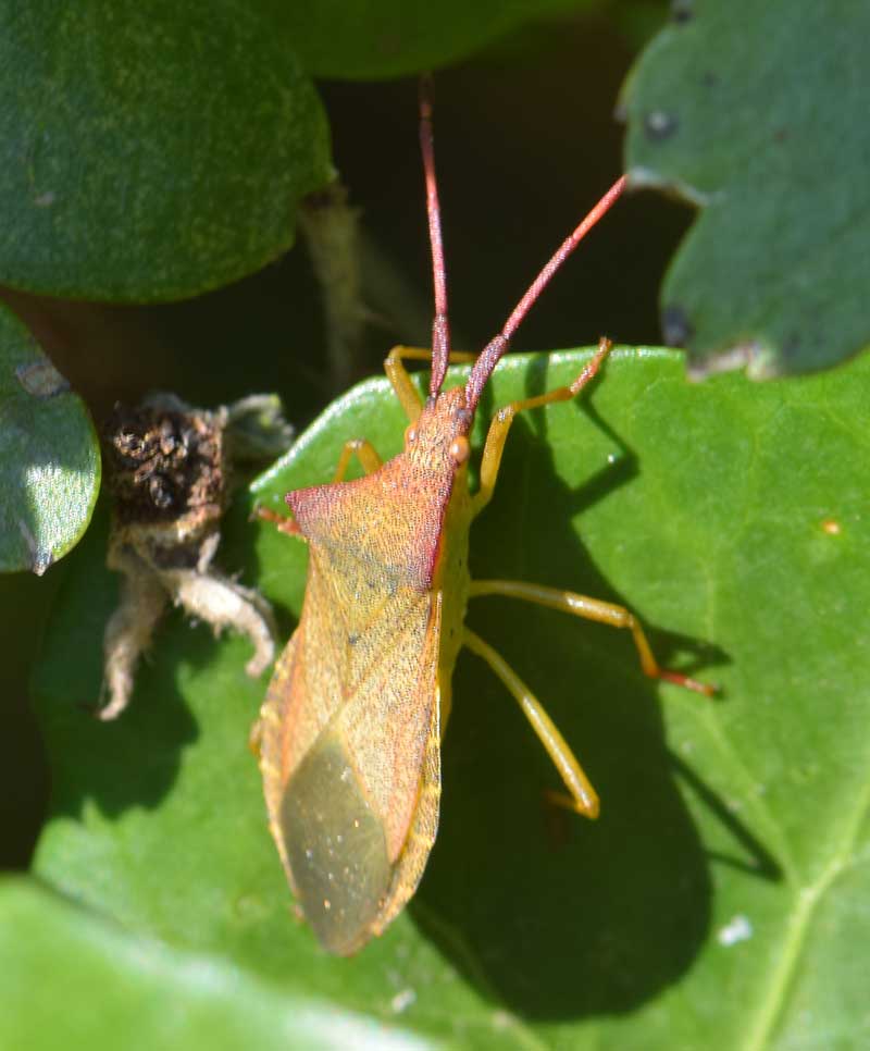 image of Box Bug